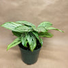Calathea Vittata