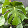 Monstera Deliciosa