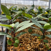 Hojas de Salat (Neea psychotrioides)