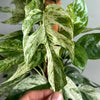 Epipremnum Pinnatum Marble Flame