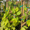Passiflora Holoserica