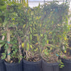 Passiflora Suberosa (Corky Stem Passion Fruit)