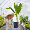 Coconut Palm Tree (Cocos nucifera)