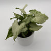 Syngonium Holly
