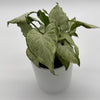 Syngonium Holly
