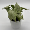 Syngonium Holly