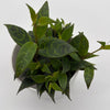 Aeschynanthus Lipstick Plant 'Black Pagoda'