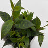 Aeschynanthus Lipstick Plant 'Black Pagoda'