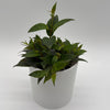 Aeschynanthus Lipstick Plant 'Black Pagoda'