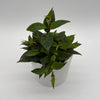 Aeschynanthus Lipstick Plant 'Black Pagoda'