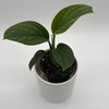 Monstera Pinnatipartita