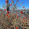 Christmasberry (Lycium carolinianum)