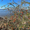 Christmasberry (Lycium carolinianum)