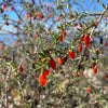 Christmasberry (Lycium carolinianum)