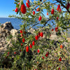 Christmasberry (Lycium carolinianum)