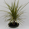 Dracaena Ray Of Sunshine