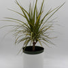 Dracaena Ray Of Sunshine