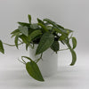 Pothos Cebu Blue