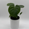 Monstera Deliciosa
