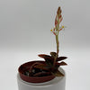 Jewel Orchid 'Ludisia Dark Leaf'