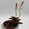 Jewel Orchid 'Ludisia Dark Leaf'