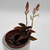 Jewel Orchid 'Ludisia Dark Leaf'