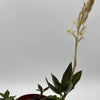 Jewel Orchid 'Ludisia Galaxy'