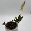 Jewel Orchid 'Ludisia Galaxy'