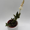 Jewel Orchid 'Ludisia Galaxy'