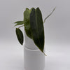 Philodendron Spiritus Sancti