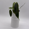 Philodendron Spiritus Sancti