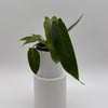 Philodendron Spiritus Sancti