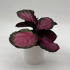 Calathea Pink Star Rosy