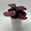 Calathea Pink Star Rosy