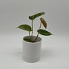 Anthurium Dorayakii 'Silver Blush'