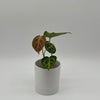 Anthurium Dorayakii 'Silver Blush'