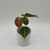 Anthurium Dorayakii 'Silver Blush'