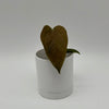 Anthurium Queen of Hearts