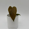 Anthurium Queen of Hearts