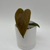 Anthurium Queen of Hearts