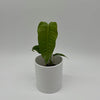 Anthurium Veitchii King