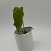 Anthurium Veitchii King