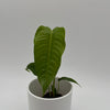 Anthurium Veitchii King