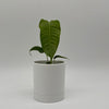 Anthurium Veitchii King