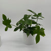 Philodendron 'Florida Green'