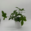 Philodendron 'Florida Green'
