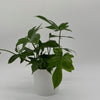 Philodendron 'Florida Green'