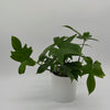 Philodendron 'Florida Green'