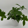 Philodendron 'Florida Green'