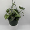Pothos Silver 'Scindapsus Pictus'